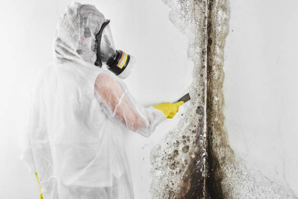 Best Mold Inspection  in Havana, IL