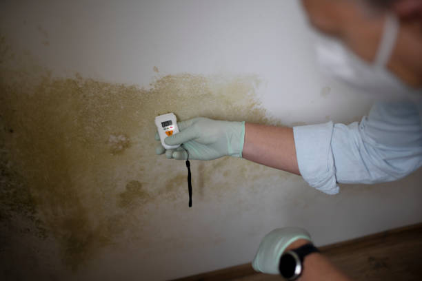 Best Mold Testing  in Havana, IL